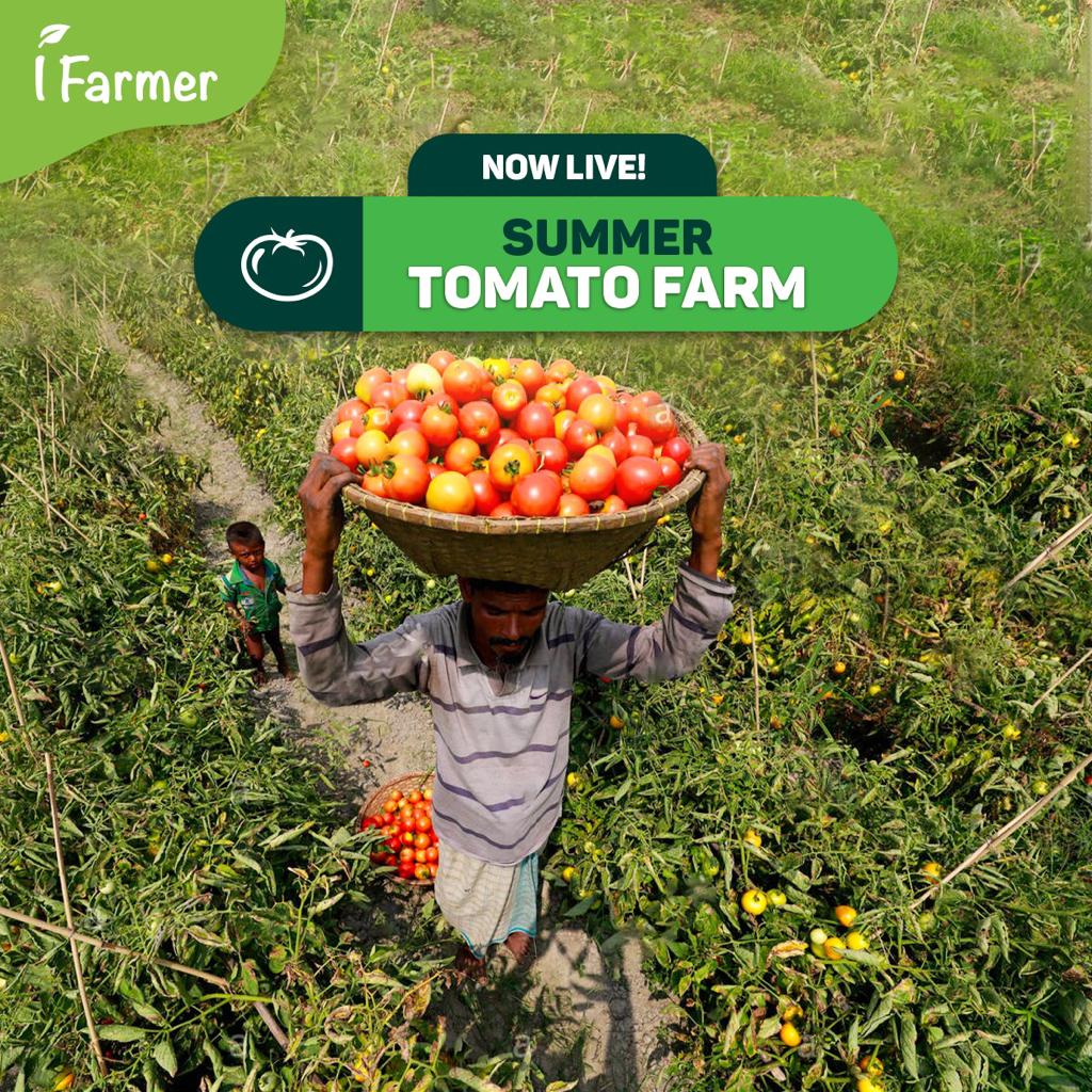 Summer Tomato Farm