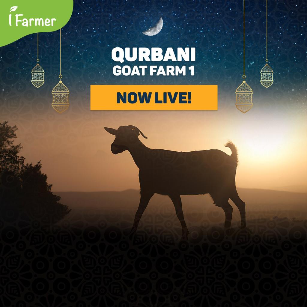 Qurbani Goat Farm 1