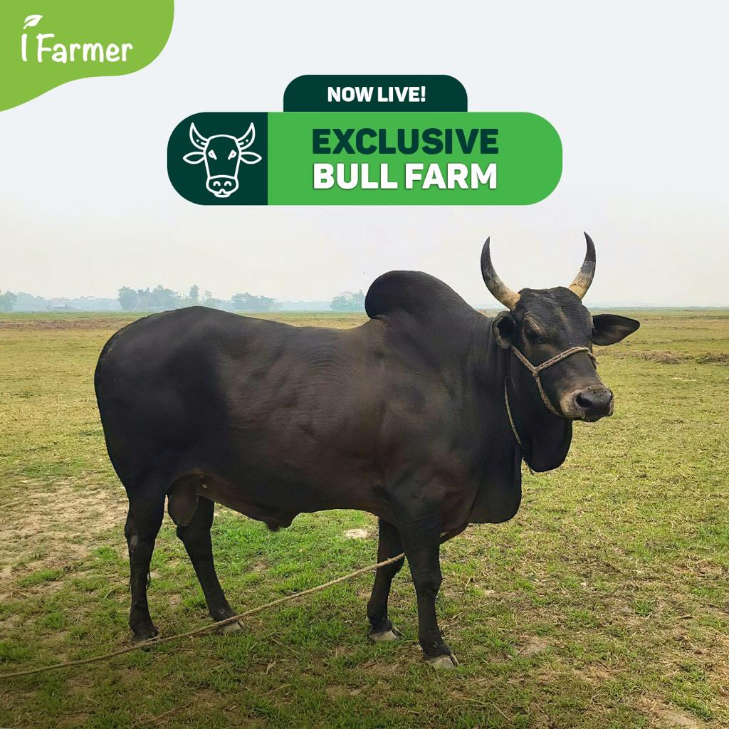 Exclusive Bull Farm 