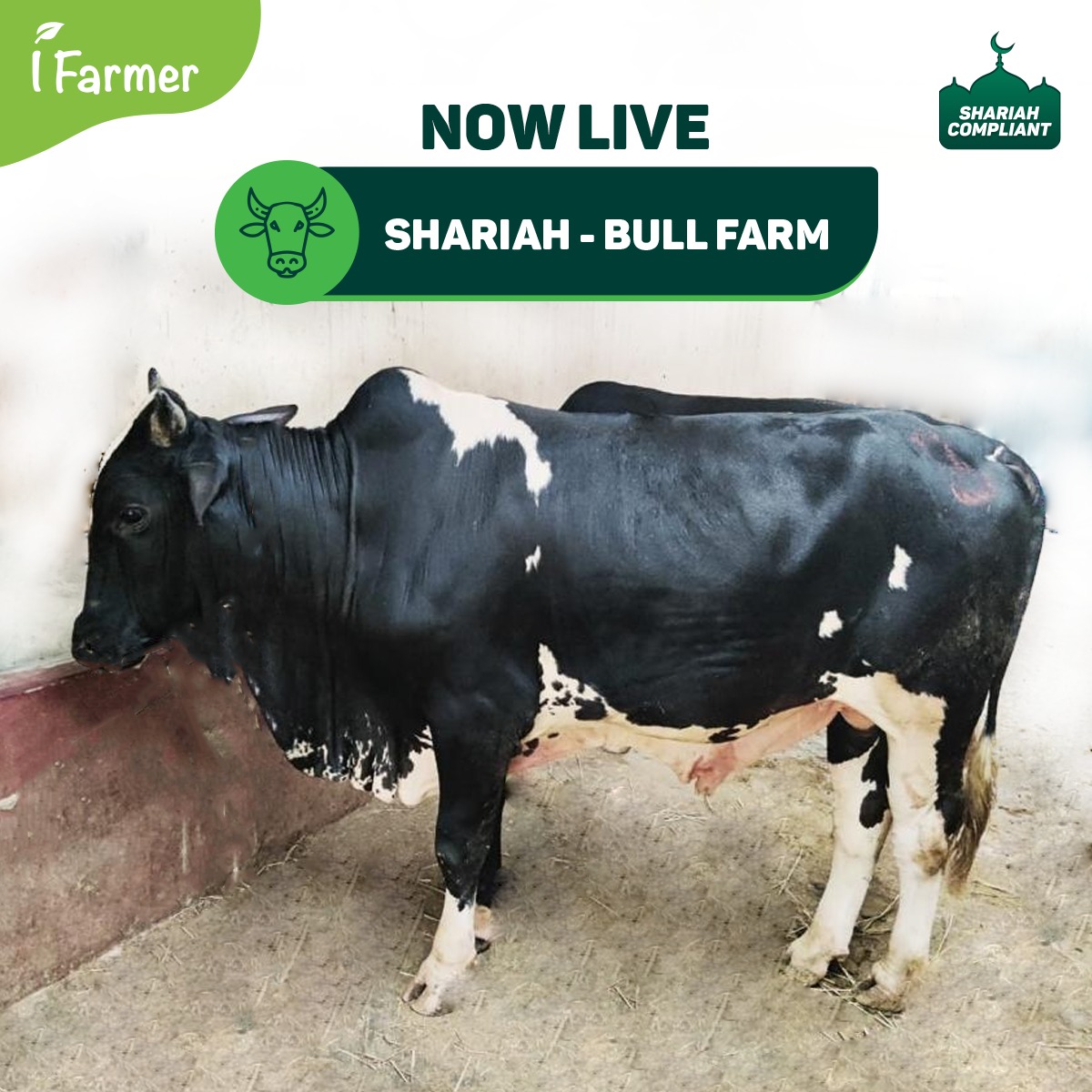 Shariah - Bull Farm
