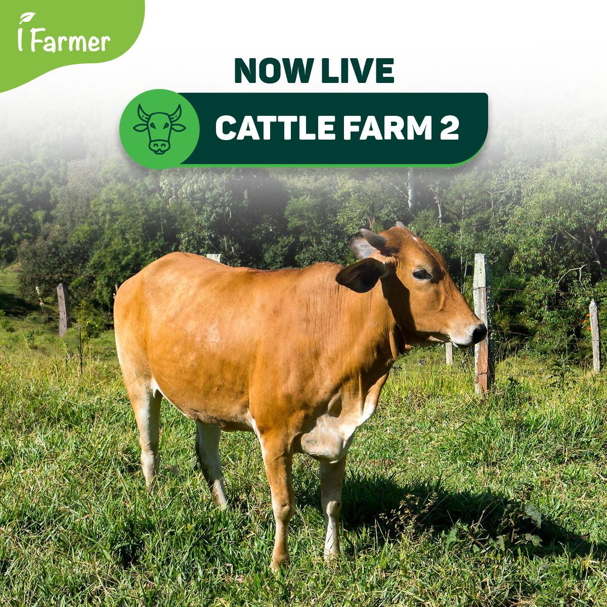 Cattle Farm  2