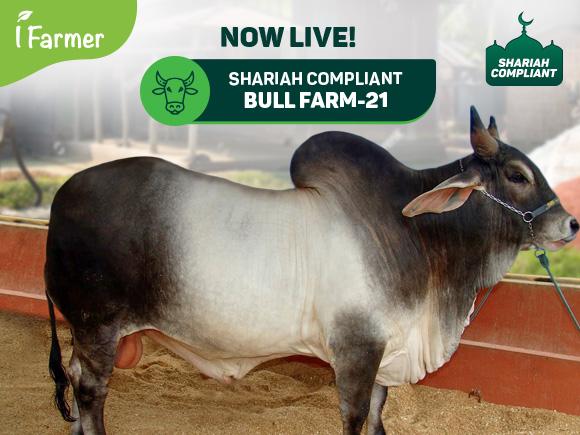 Shariah Compliant Bull Farm 21