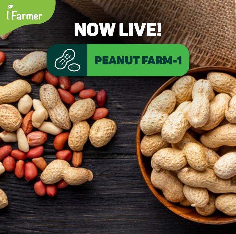 Peanut Farm - 1