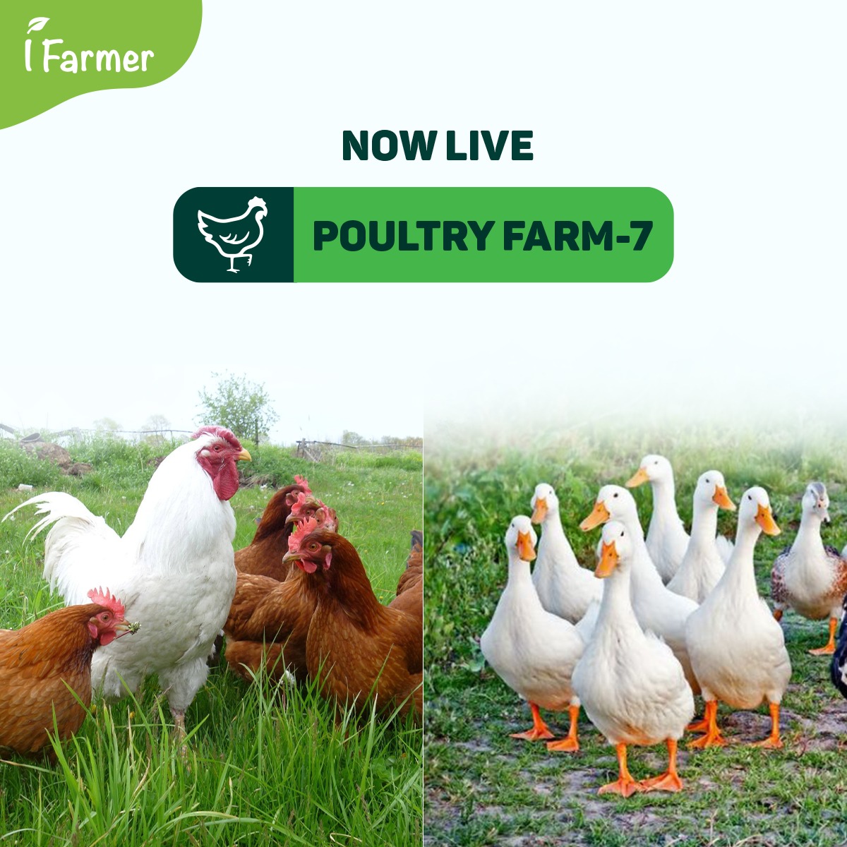 Poultry Farm 7