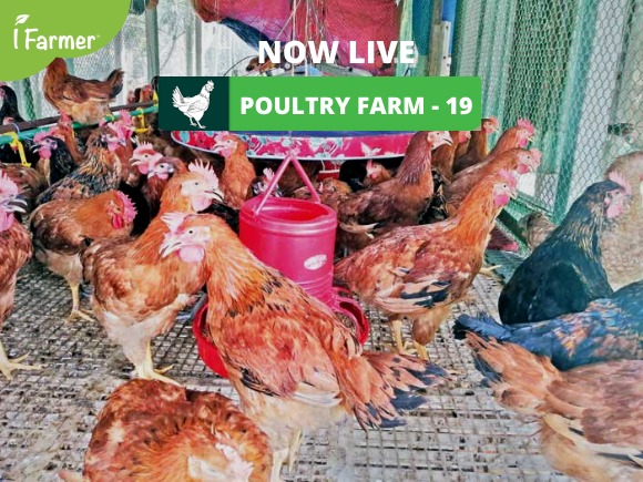 Poultry Farm 19