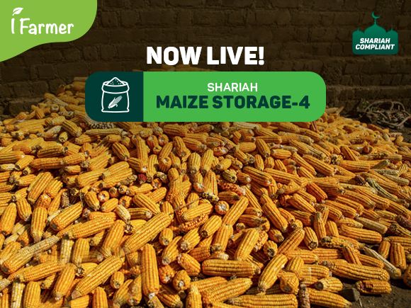 Maize Storage 4