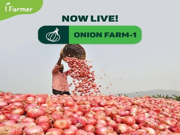 Onion Farm 1