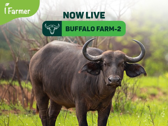 Buffalo Farm 2