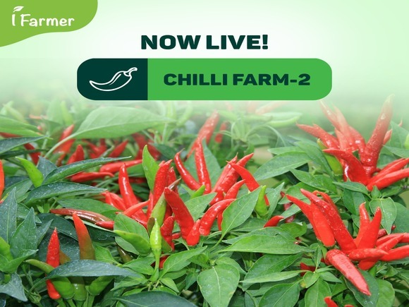 Chili Farm 2
