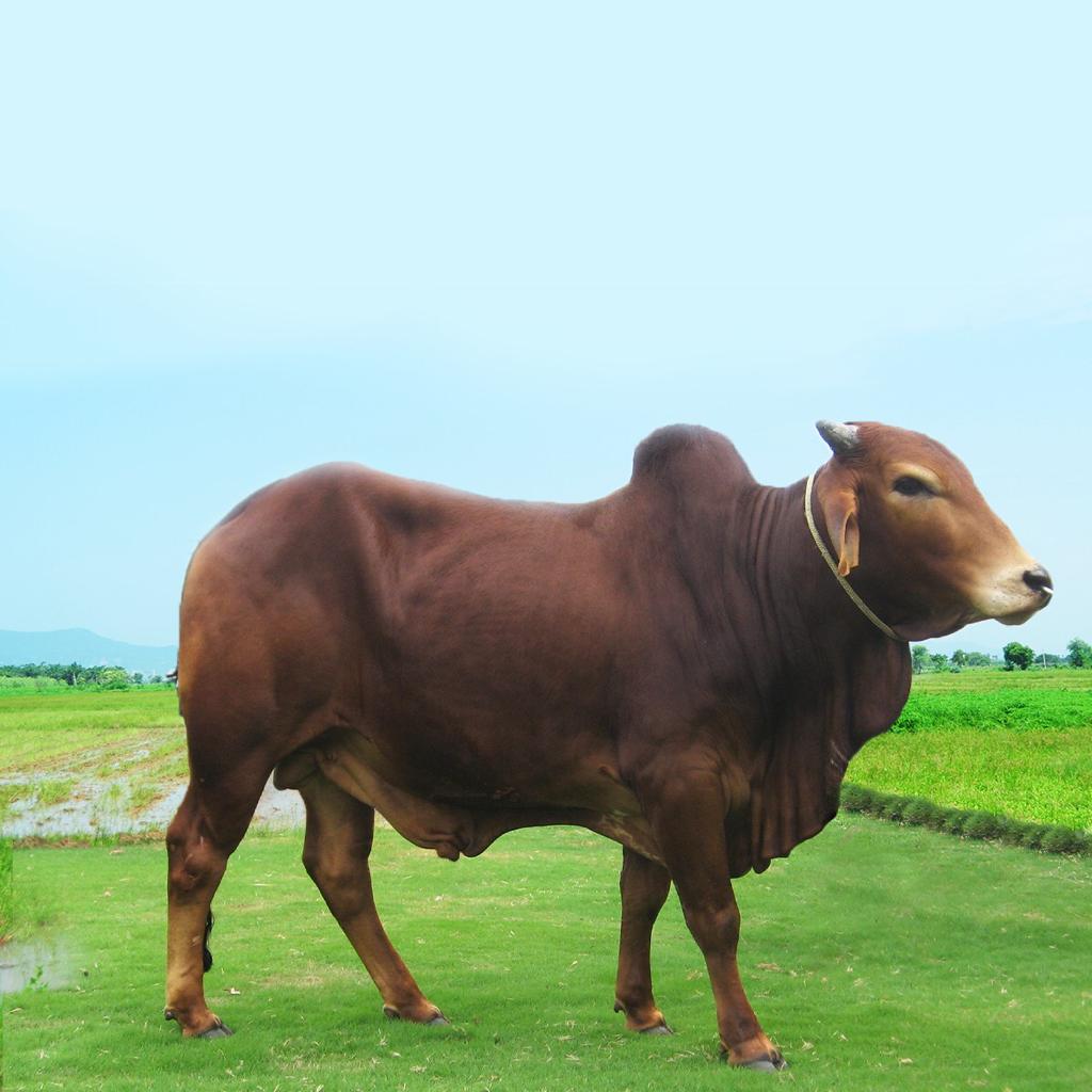 Bull Farm - 1