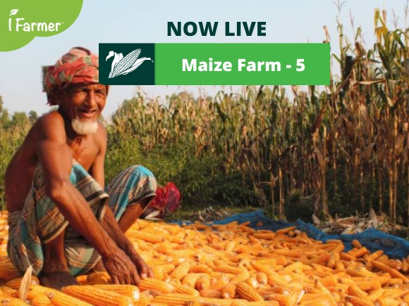 Maize Farm 5
