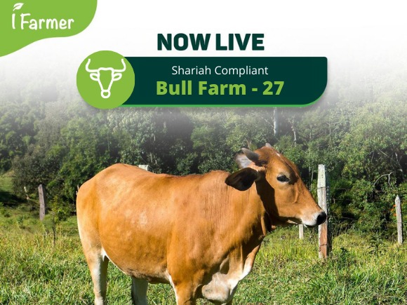 Shariah Compliant Bull Farm 27