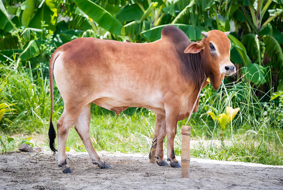 Cow Farm Pabna - 1