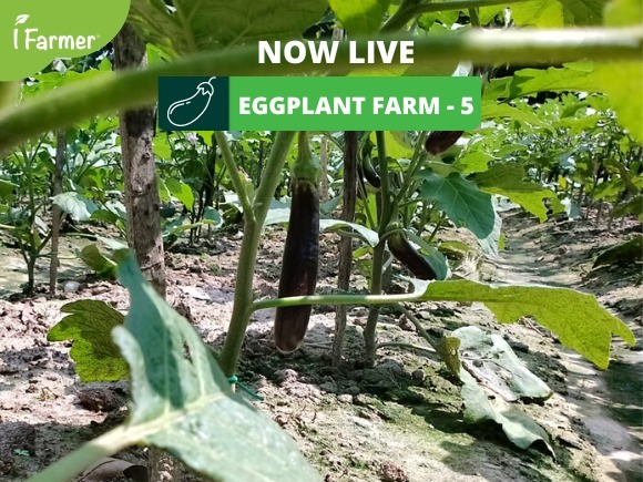 Eggplant Farm 5