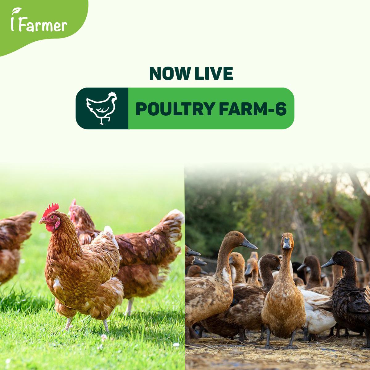 Poultry Farm 6