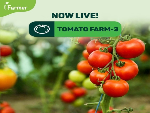 Tomato Farm 3