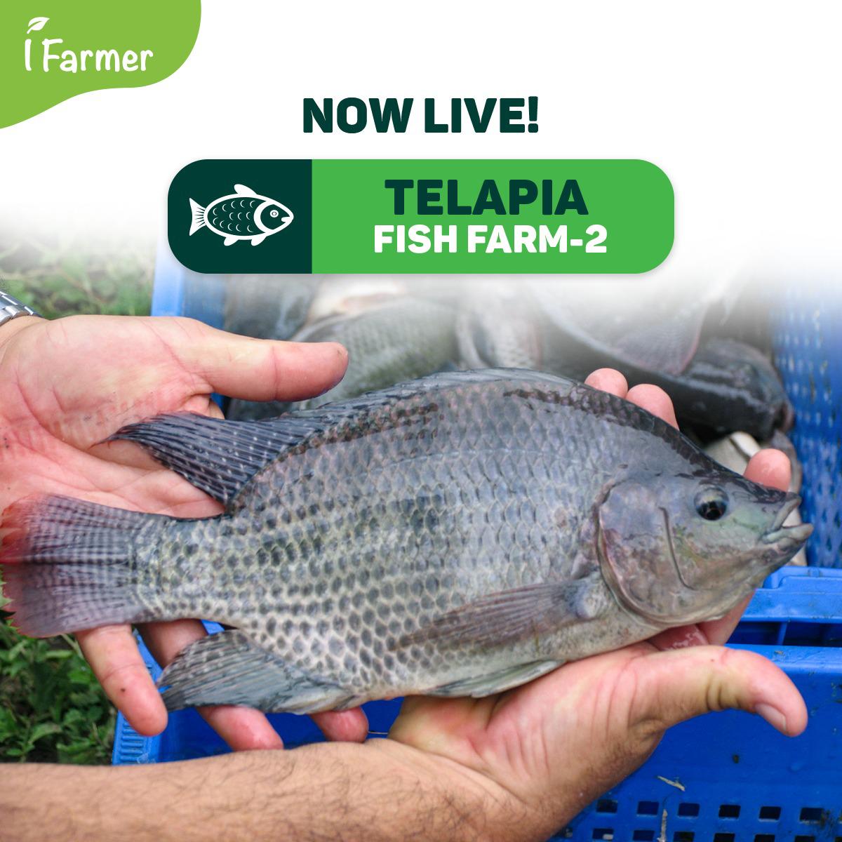 Telapia Fish Farm 2