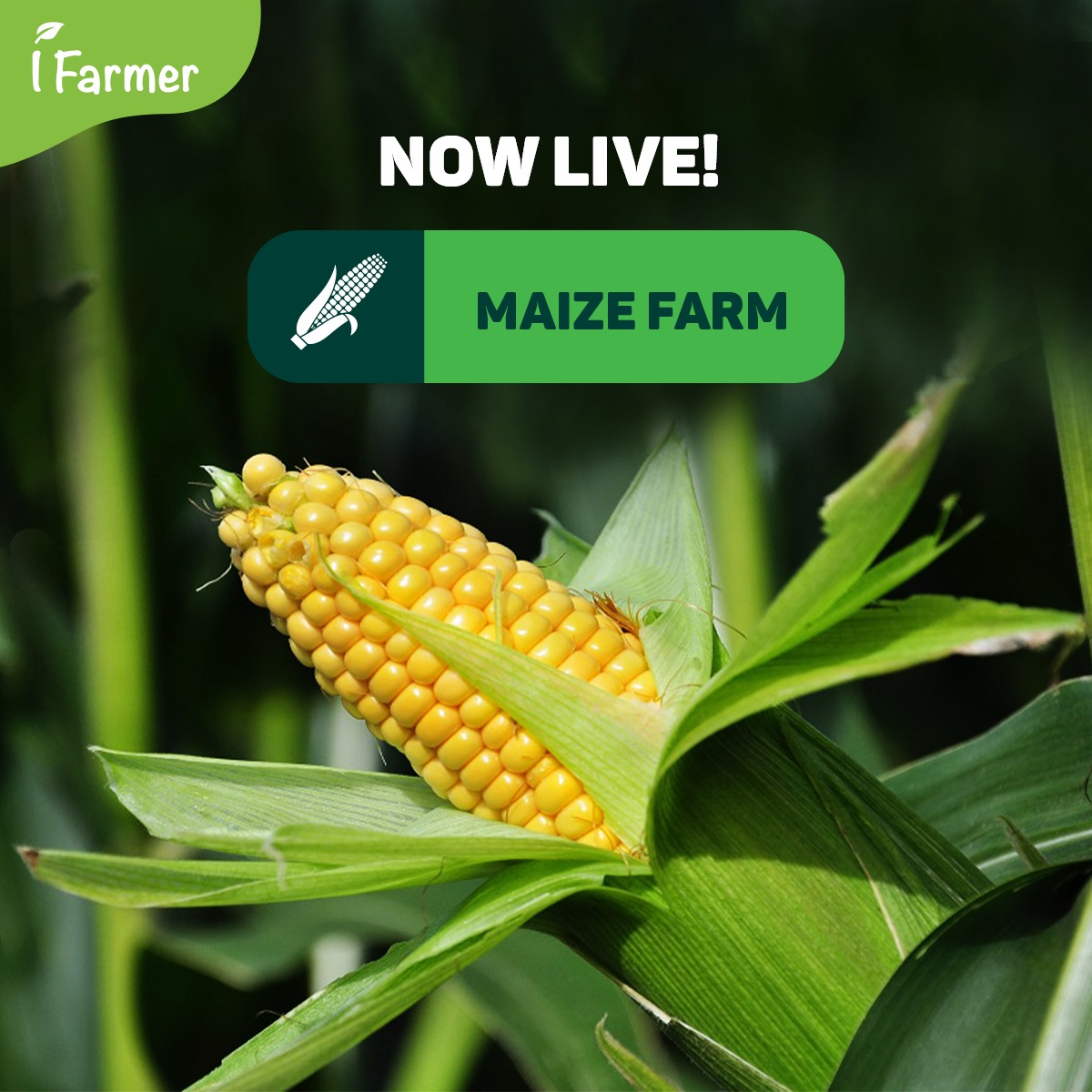 Maize Farm