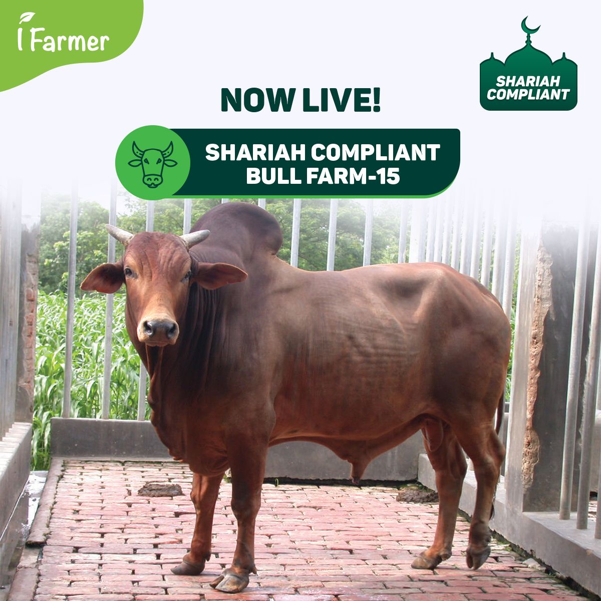 Shariah Compliant Bull Farm 15