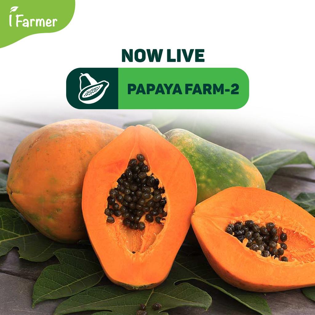 Papaya Farm-2