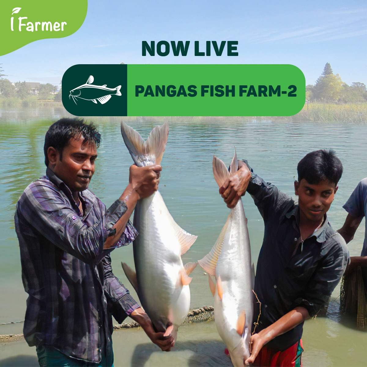 Pangas Fish Farm-2
