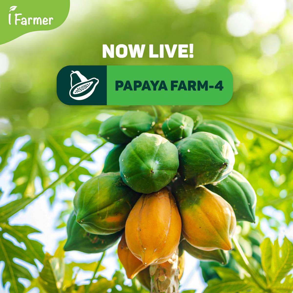Papaya Farm 4
