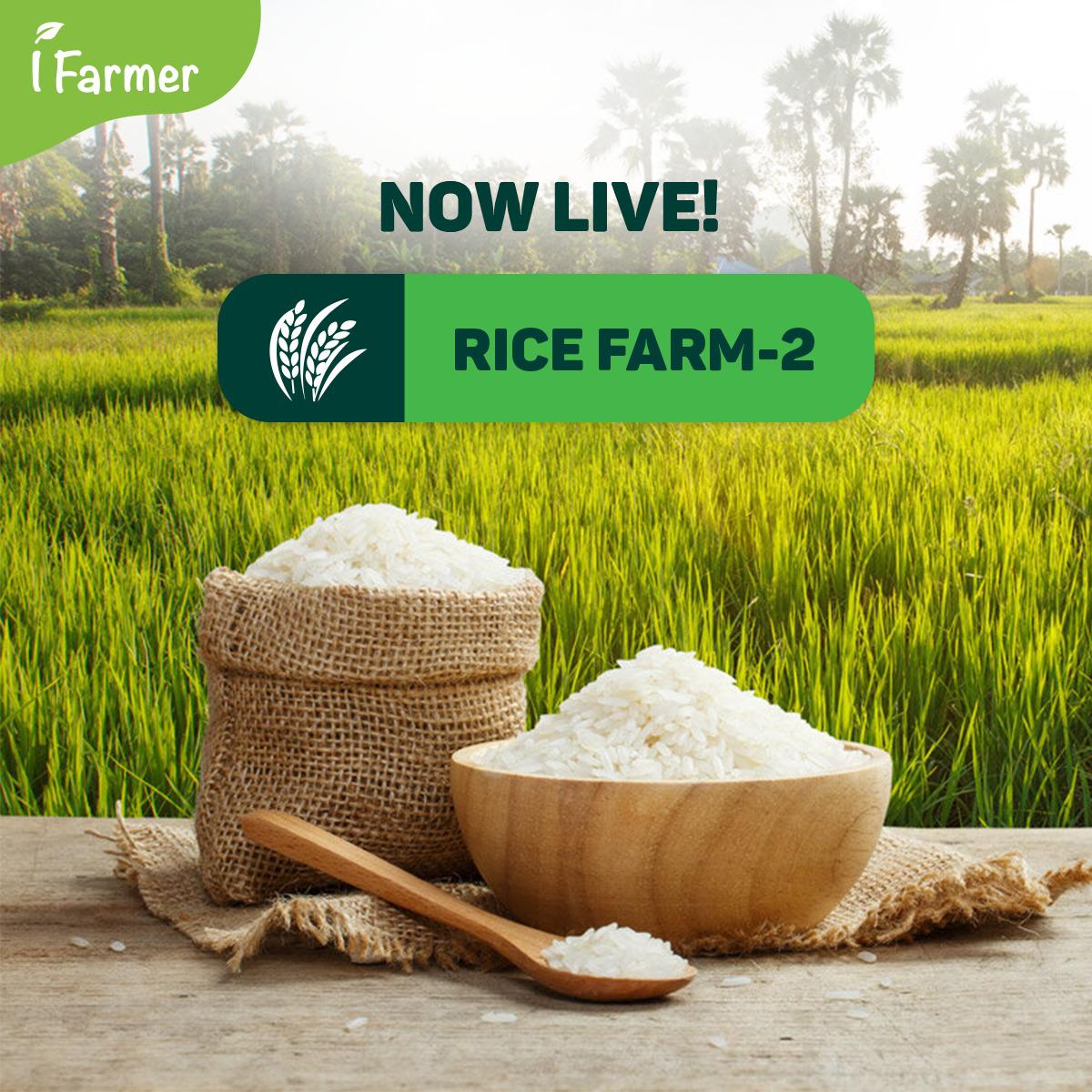 Rice Farm 2