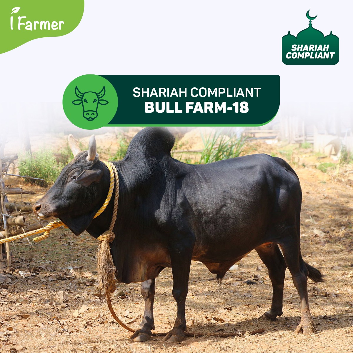 Shariah Compliant Bull Farm 18