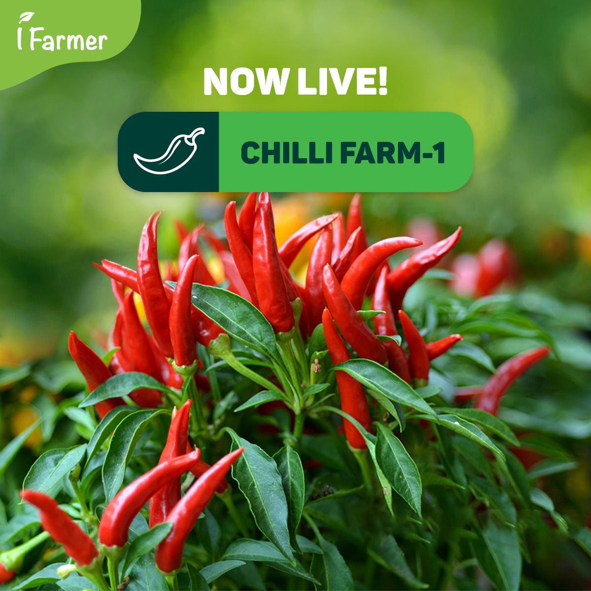 Chili Farm 1