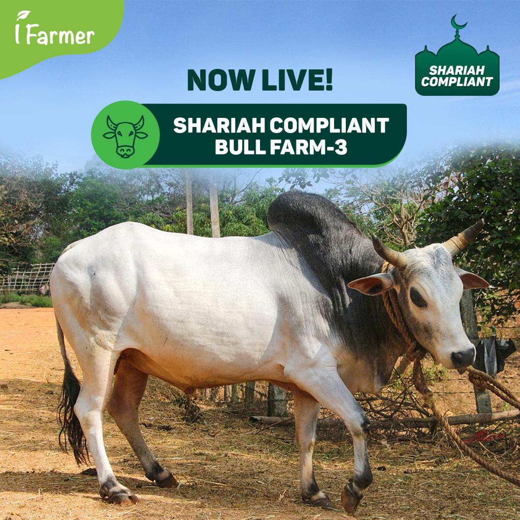 Shariah Compliant Bull Farm 3