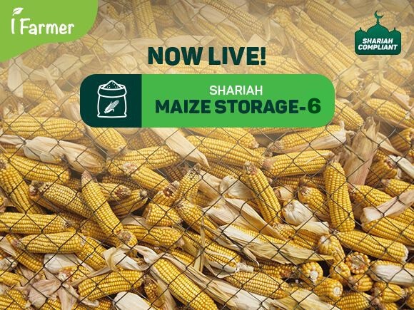 Maize Storage 6