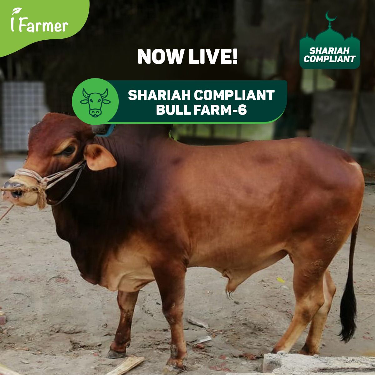 Shariah Compliant Bull Farm - 6