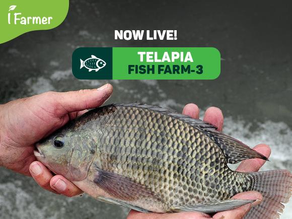 TELAPIA Fish Farm 3