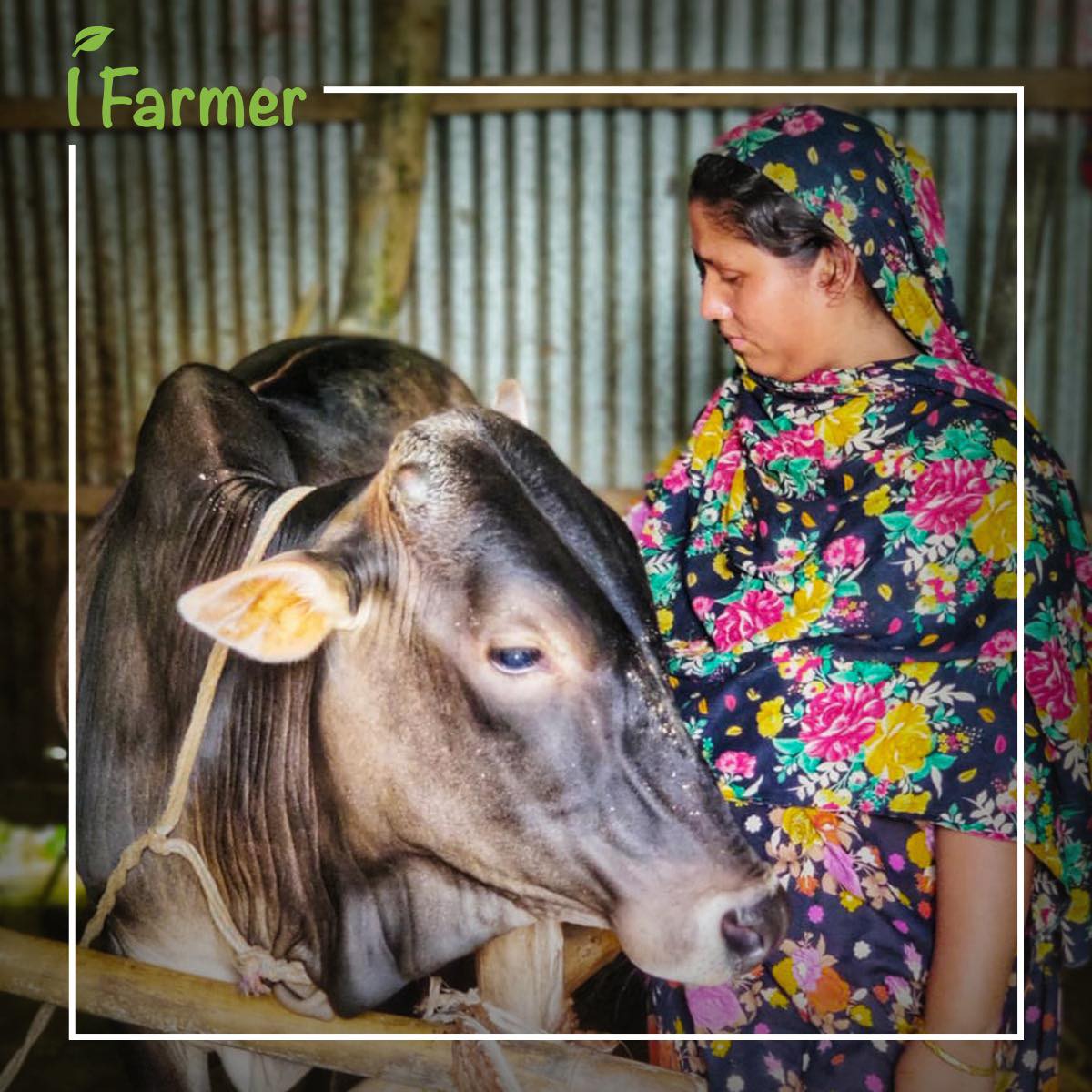 Humans of iFarmer: Mosammot Halima Begum