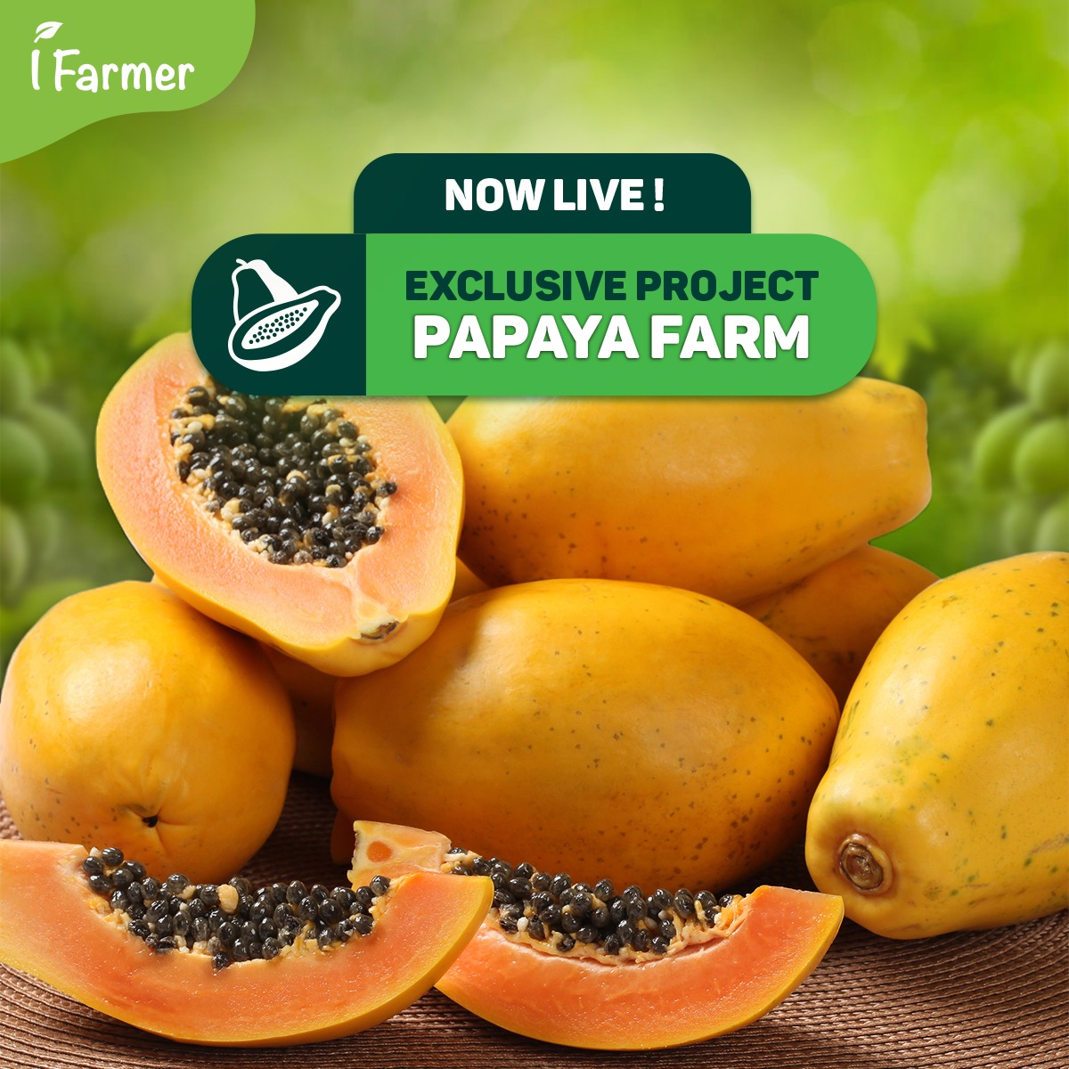 Papaya Farm (Exclusive Project)