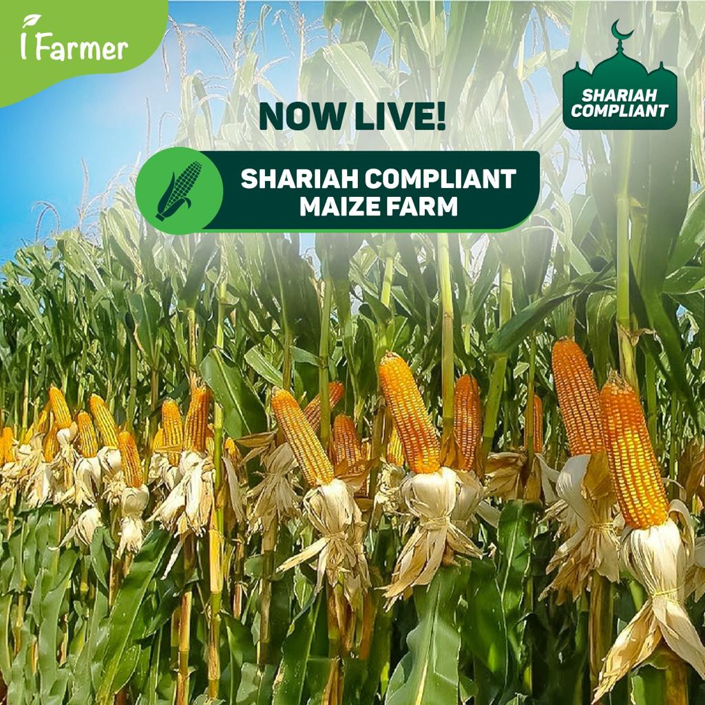 Shariah Compliant Maize Farm