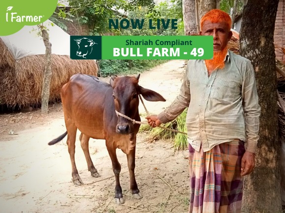 Shariah Compliant Bull Farm 49