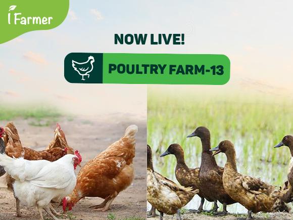 Poultry Farm 13