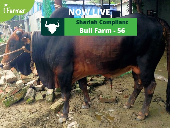 Shariah Compliant Bull Farm 56