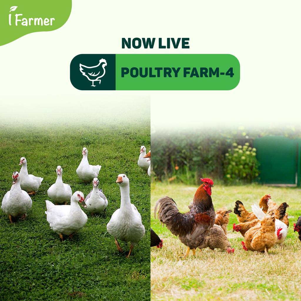Poultry Farm - 4