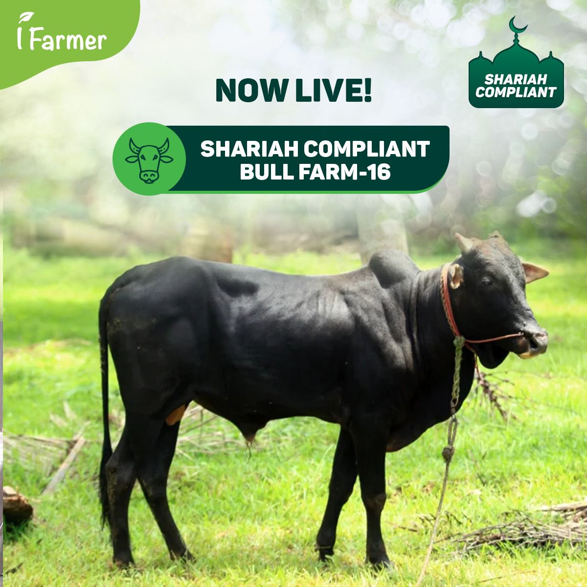 Shariah Compliant Bull Farm 16