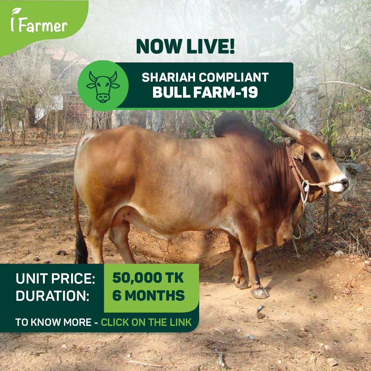 Shariah Compliant Farm 19