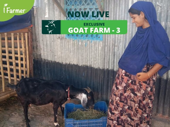 Exclusive Goat Farm 3