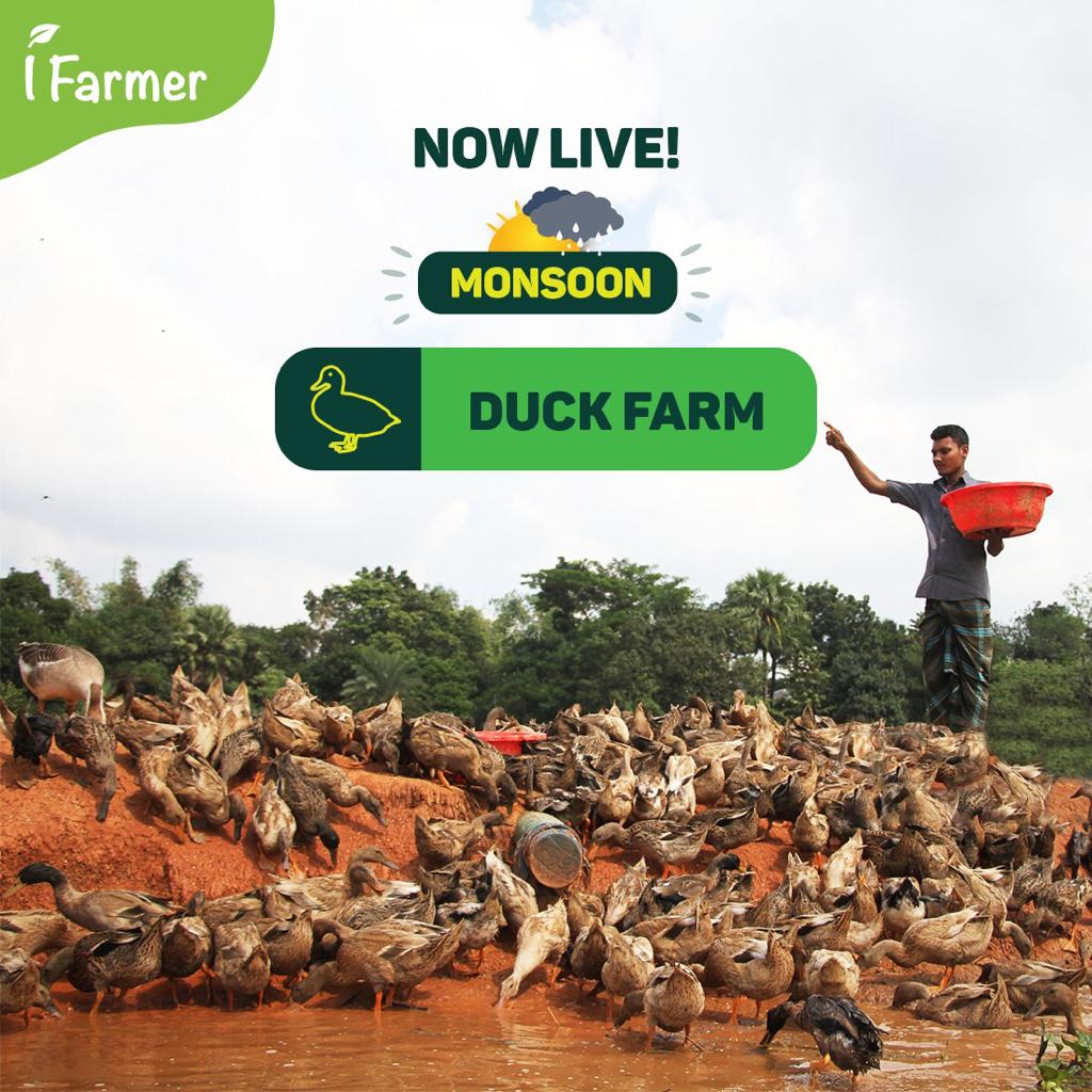 Monsoon Duck Farm