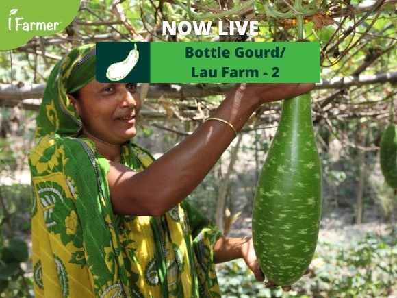 Bottle Gourd/Lau Farm 2