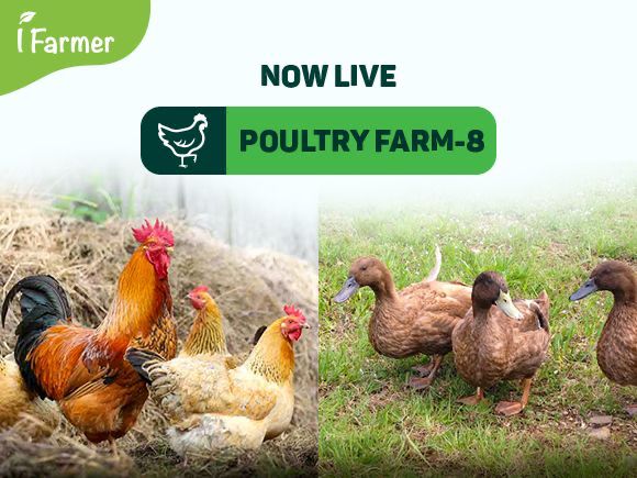 Poultry Farm 8