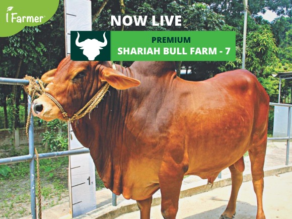 Premium Shariah Bull Farm 7