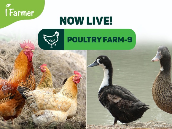 Poultry Farm 9