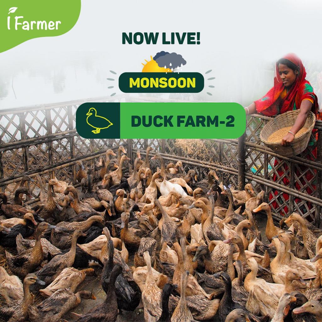 Monsoon Duck Farm 2