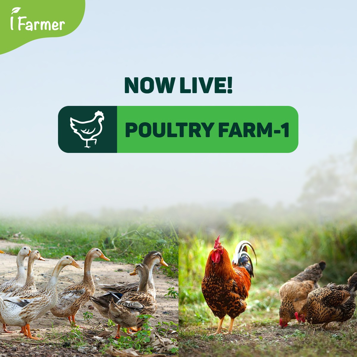 Poultry Farm - 1